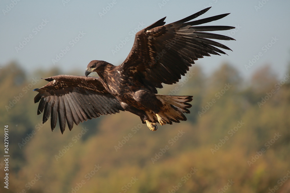 Fototapeta premium White tailed eagle (Haliaeetus albicilla). Autumn White tailed eagle.