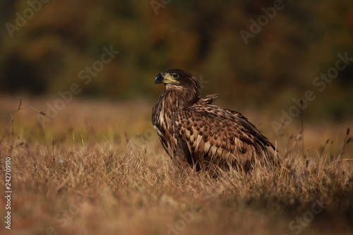 White tailed eagle (Haliaeetus albicilla). Autumn White tailed eagle.