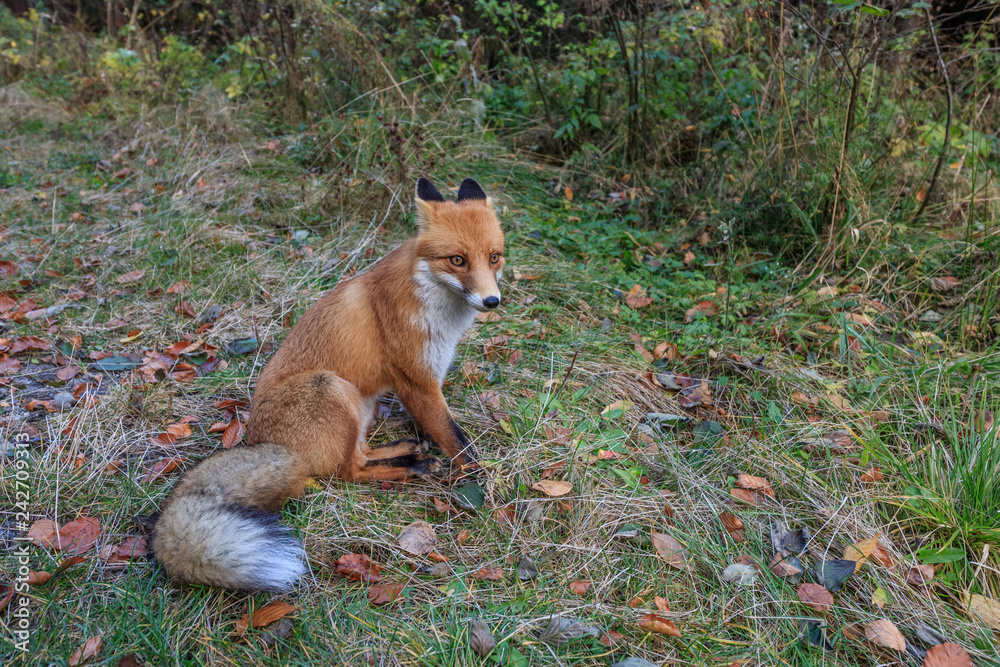 Fototapeta premium european red fox (vulpes vulpes)