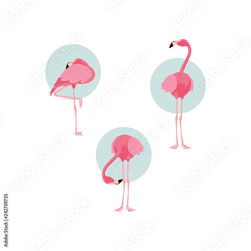 beautiful flamingos birds flock standing © djvstock
