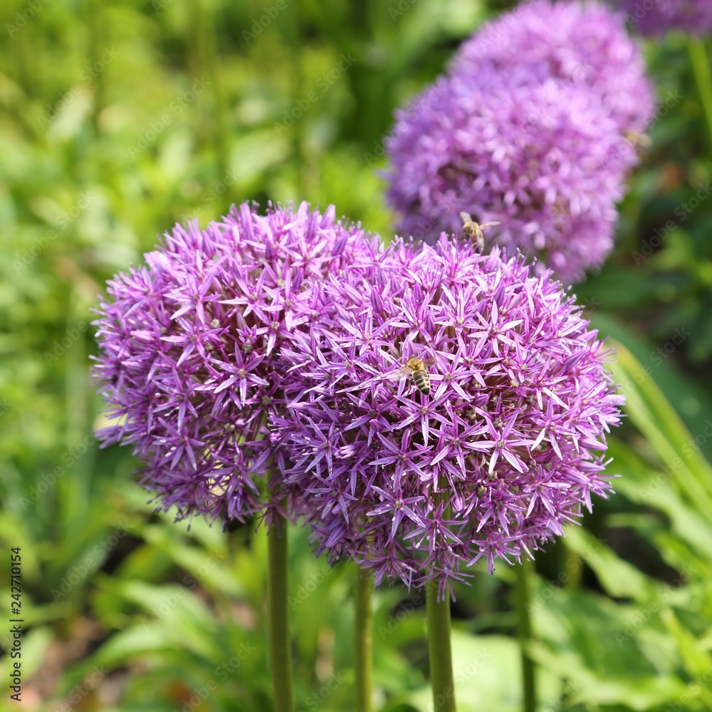 Alium Giganteum Alium Giganteum