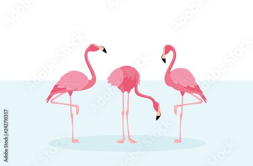 beautiful flamingos birds flock standing