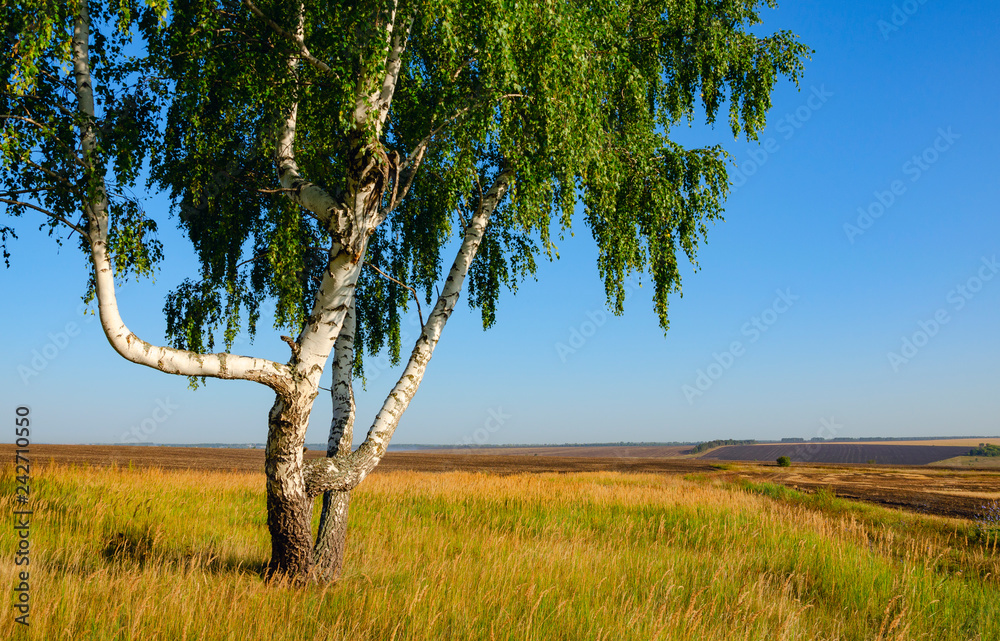 Naklejka premium Lato krajobraz z samotnym narastającym brzozy drzewem