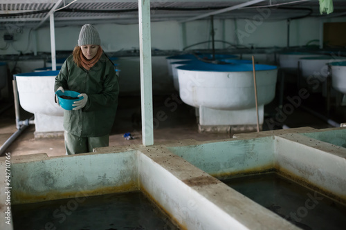 Female feeding fish on sturgeon farm