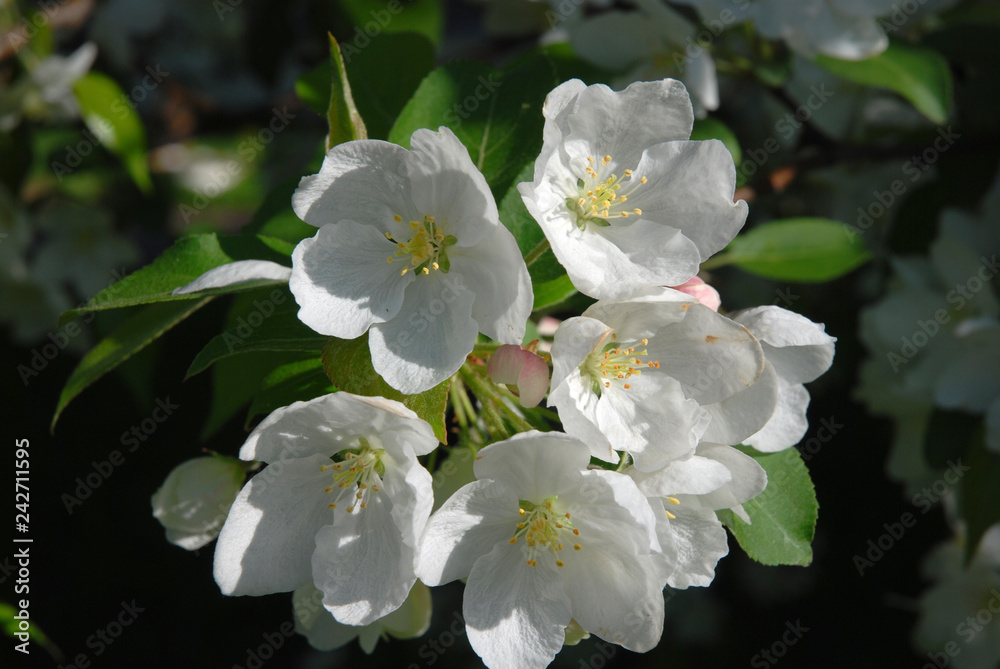 Obraz premium flower