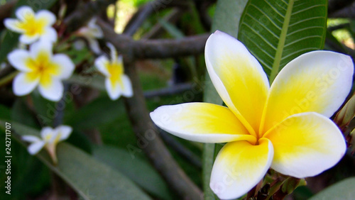 Plumeria also known as frangipani flowers in bloom. Flowers that come in a variety of colors. A genus native to the tropical and subtropical Americas. Spread to all tropical locations of the world