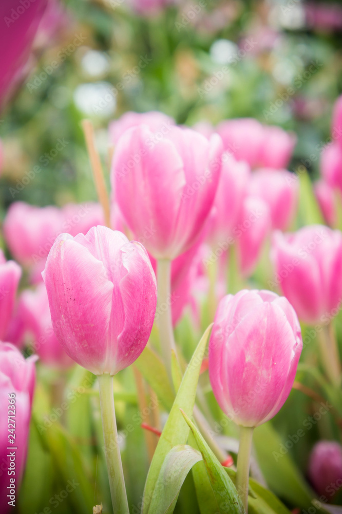 pink tulip flowers garden , tulip blooming blossom in the garden