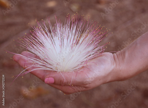 Female hand holding a barringtonia flower also known as fish poison tree, putat or sea poison tree photo