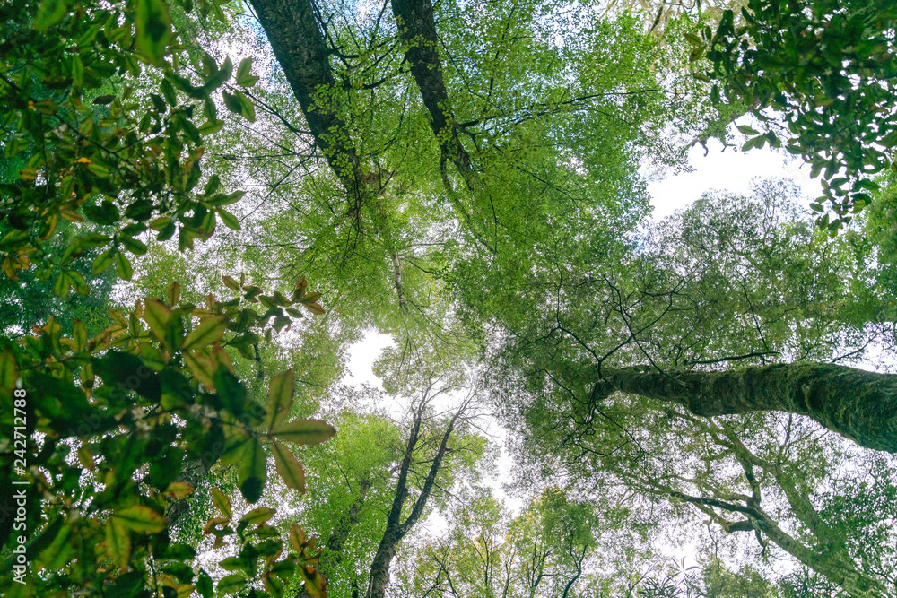 Fototapeta premium Forest canopy above