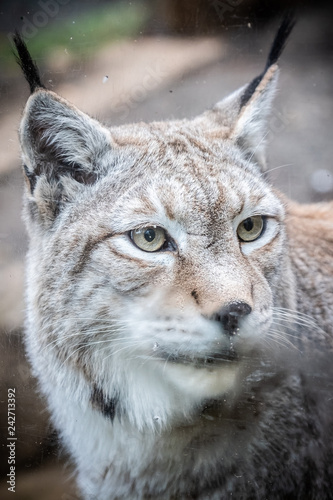Portrait d'un lynx