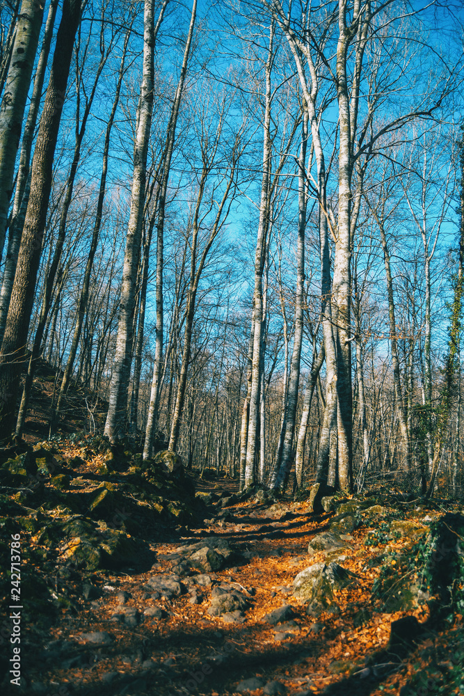 A path among tall bare trees A path among tall bare trees