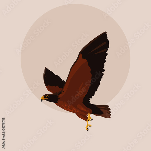imposing hawk bird flying