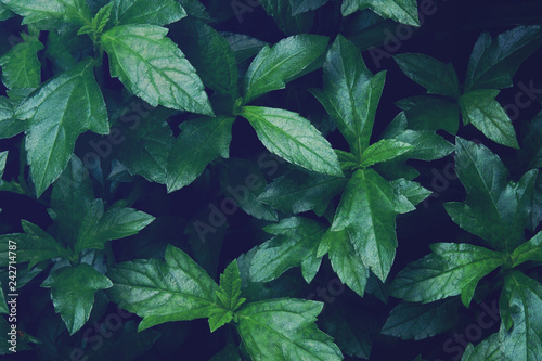 Tropical Green Leaves of Creeping Daisy with Dark Retro Filter Effect © masummerbreak