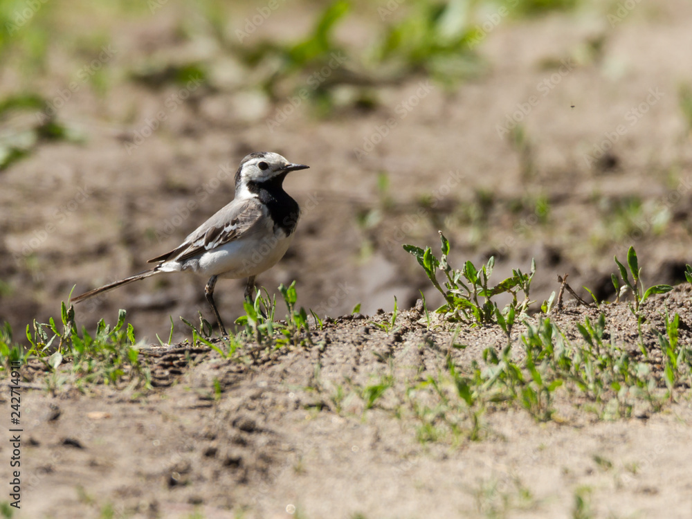 Obraz premium pied wagtail on sand