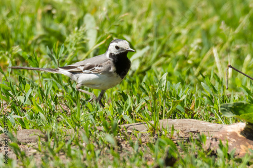 pied wagtail on sand