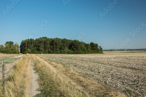Dirt road and plowed field  coniferous forest on the horizon and cloudless sky