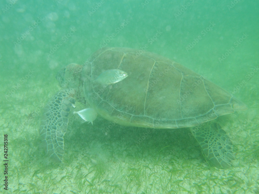 Obraz premium Akumal,Mexico Summer/Undrewater Sea Turtle.