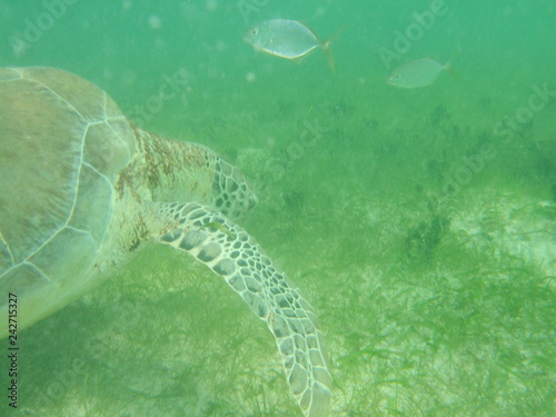 Akumal,Mexico Summer/Undrewater Sea Turtle. photo