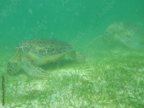 Akumal,Mexico Summer/Undrewater Sea Turtle. photo