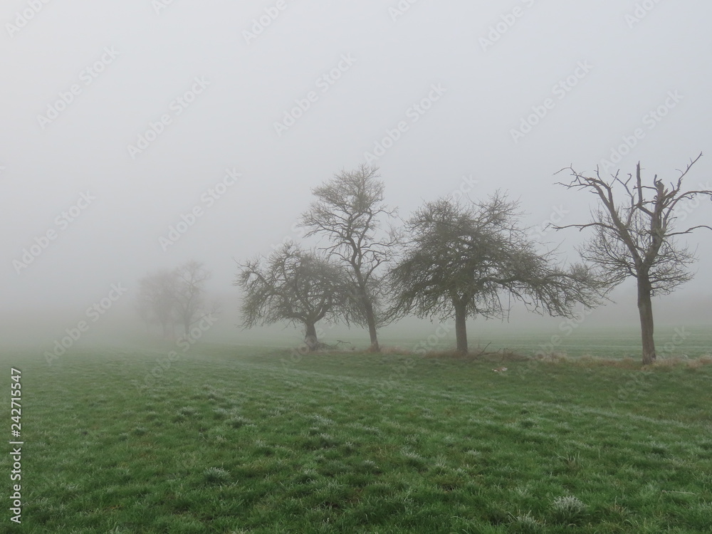 Spooky dead apple trees in foggy field in winter