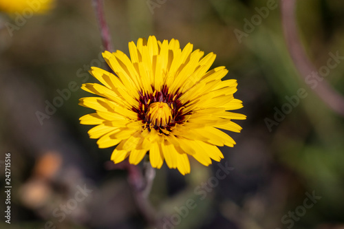 Yellow flower with background