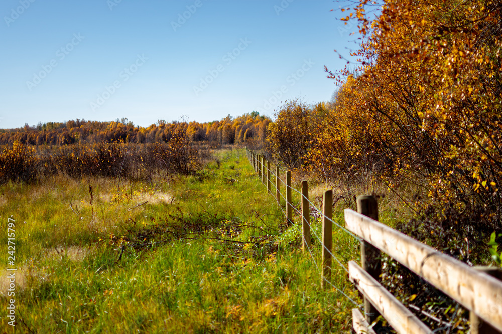 Country Fence with Overgrown Grass Landscape Country Fence with Overgrown Grass Landscape