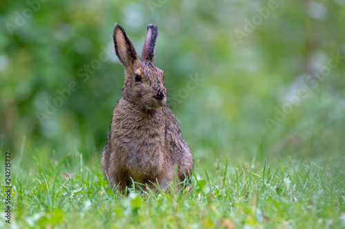 Snow Shoe Hare Rabbit sitting in Wet Grass (Lepus americanus) © James