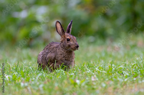 Snow Shoe Hare Rabbit sitting in Wet Grass (Lepus americanus) © James
