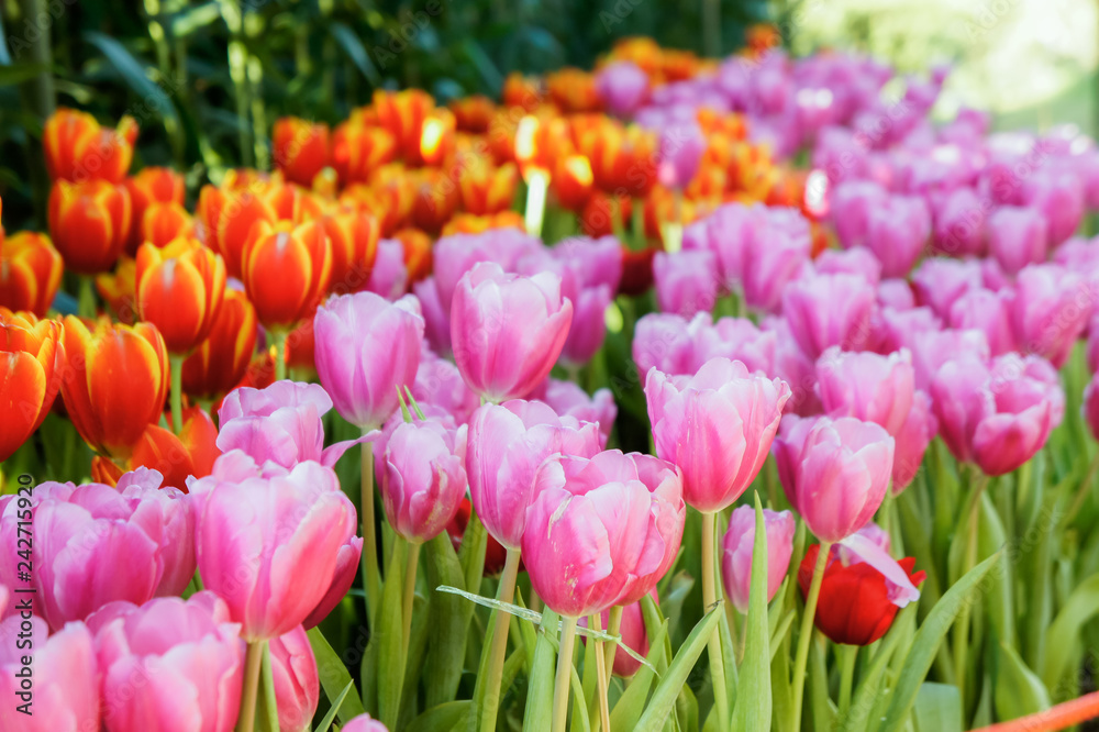 Tulip flowers in the meadow , flowers in the nature garden