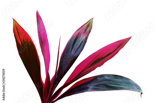 Tropical Red Leaves of Ti Plant, Codyline fruiticosa Isolated on White Background