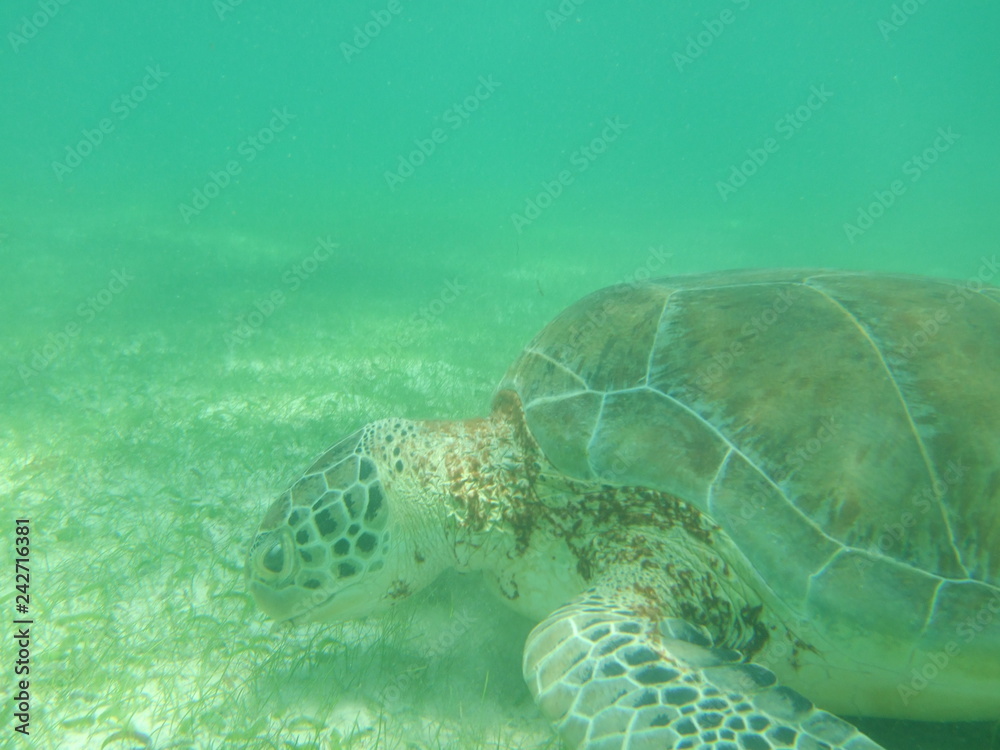Fototapeta premium Akumal,Mexico Summer/Undrewater Sea Turtle.