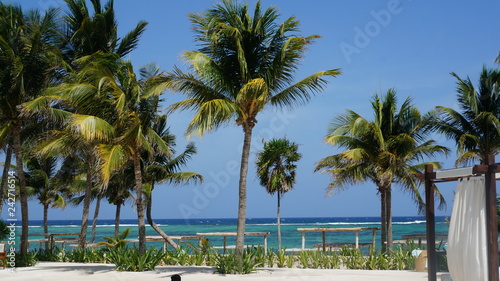 Akumal, Mexico Summer / Palm trees and a beautiful beach. © 潔 丹野