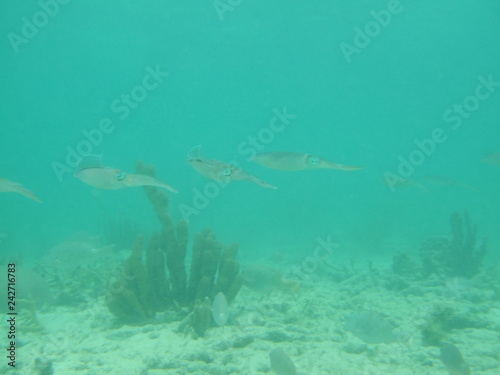 Akumal, Mexico Summer / Underwater Flock of squid