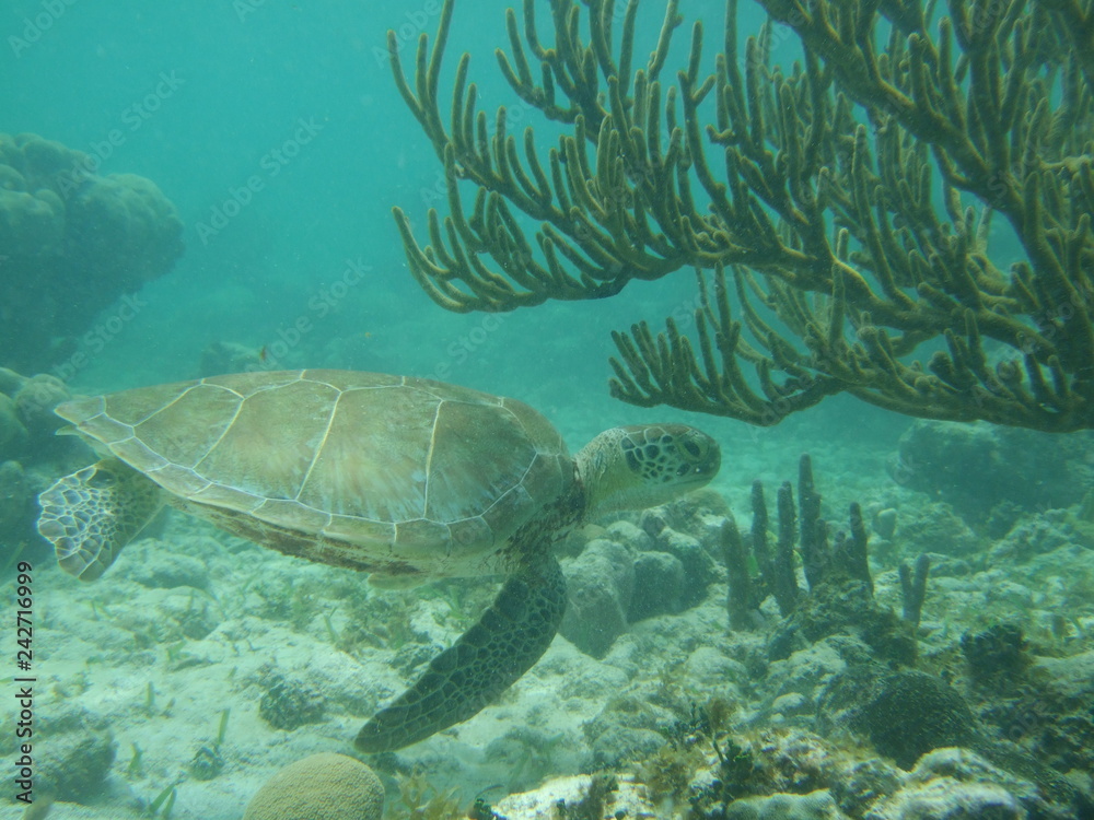 Obraz premium Akumal,Mexico Summer/Undrewater Sea Turtle.