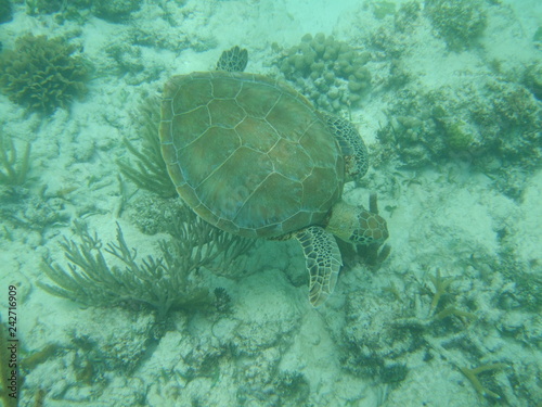 Akumal,Mexico Summer/Undrewater Sea Turtle. © 潔 丹野