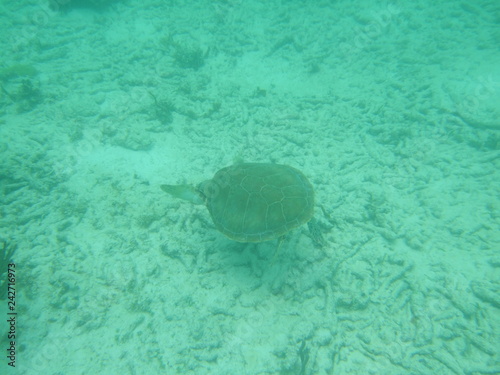 Akumal,Mexico Summer/Undrewater Sea Turtle. photo