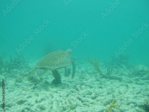 Akumal,Mexico Summer/Undrewater Sea Turtle.