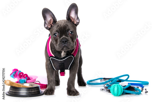 Fototapeta Naklejka Na Ścianę i Meble -  Young french bulldog with dog harness and equipment on white background