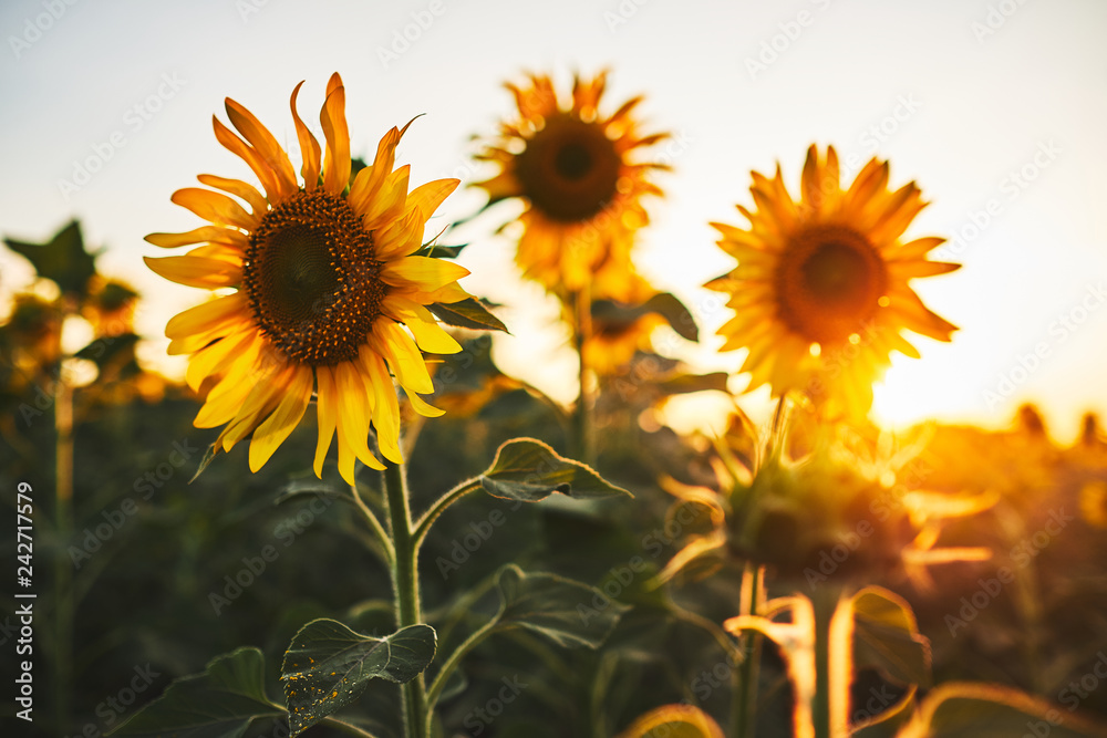 Sunflowers Sunflowers