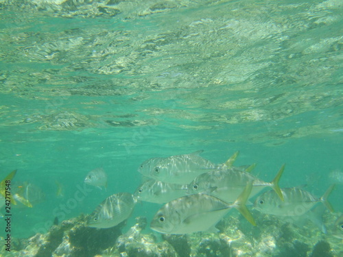 Akumal, Mexico Summer / Underwater Bigeye trevally