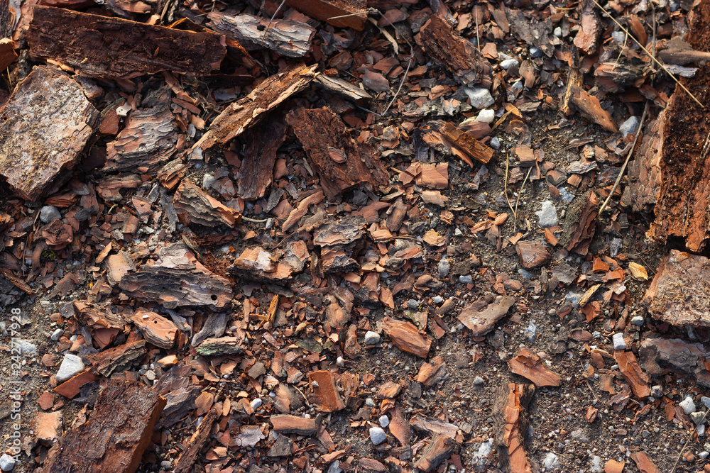 texture of bark of tree texture of bark of tree
