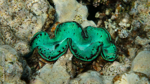Green Giant Clam (Tridacna maxima) in the Coral Reef