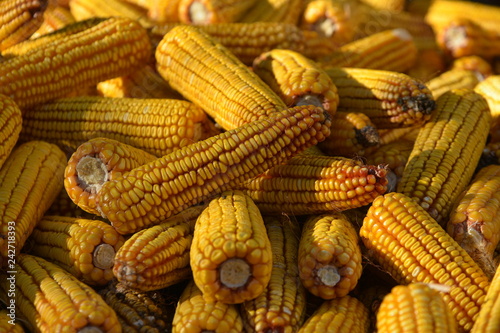 Corn-cobs. Harvest. Growing of grain-crops