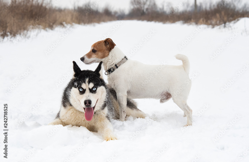 siberian husky and jack russell