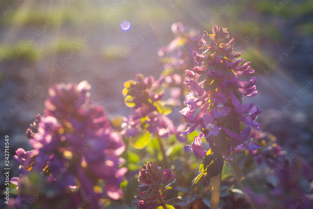 Obraz premium birthwort (squill): purple spring flowers background , wild hyacinth in springtime
