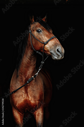 Bay horse isolated on black background.