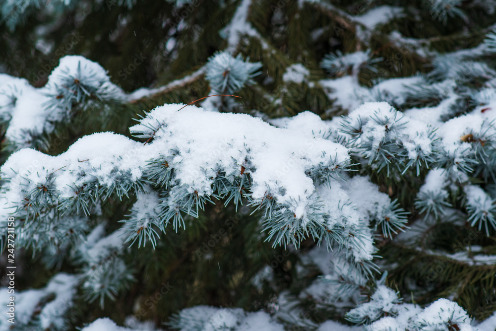 close-up of fir branches under the snow
