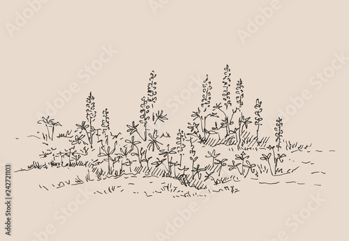 Hand drawn lupine flowers. Summer bouquet with wild flowers. Sketch, vector illustration.