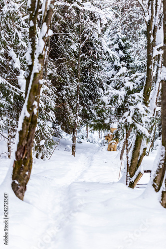 Trail way in the snow covered russian forest