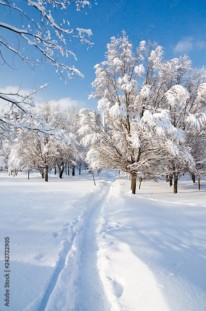 trees under snow on a winter day trees under snow on a winter day